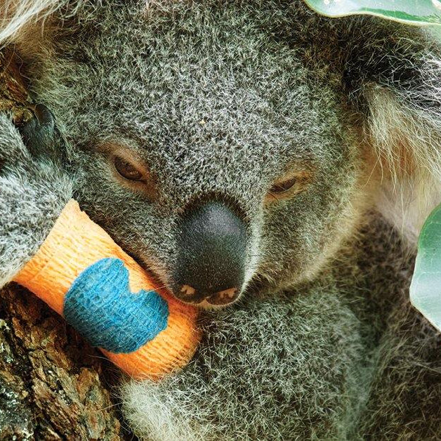Helping our precious Koalas - Santos Organics