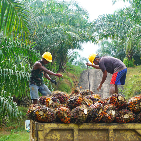 What is Palm Oil and why should you avoid it?