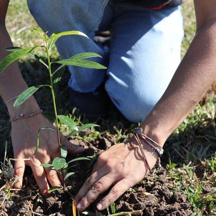 Santos Organics Commits to Restoring Rainforest and Planting Trees in Byron Bay - Santos Organics