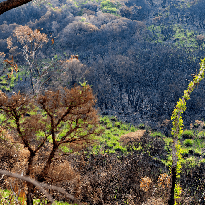 Australian Bushfire Recovery: What can everyday Australians do now? - Santos Organics