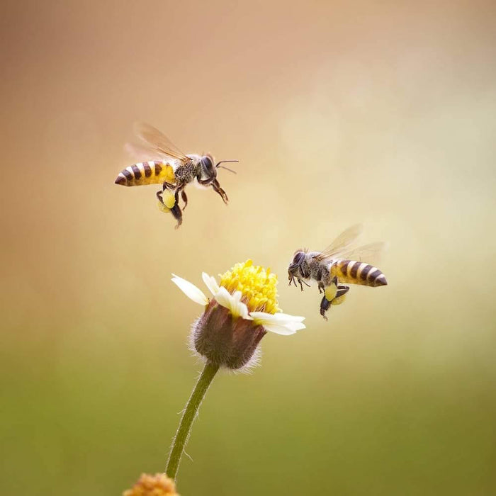 Genetically Modified Crops Threaten Bees - Santos Organics