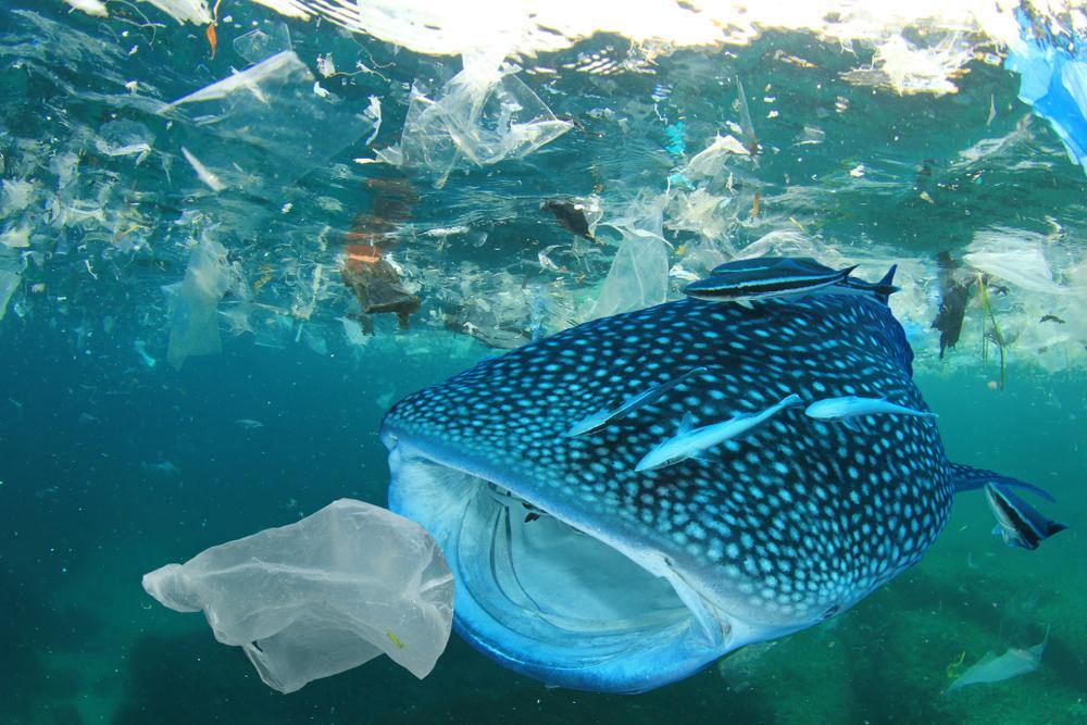 Key Environmental Issues that are Caused by Plastic Pollution - Santos Organics