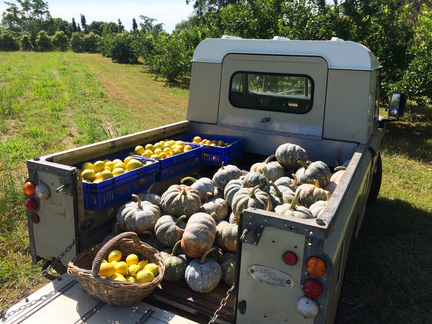 Local, Organic Farmer Spotlight - John Cutts and his Famous Autumn Pumpkins