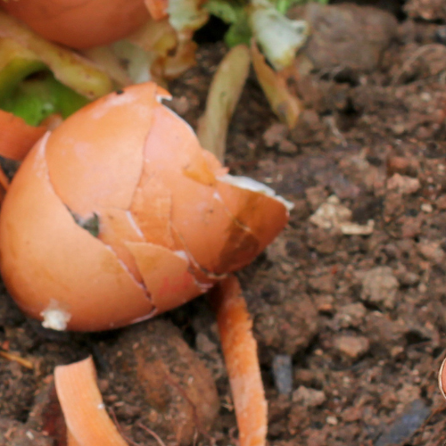 Embrace Composting - A guide to caring for your food scraps and waste at home