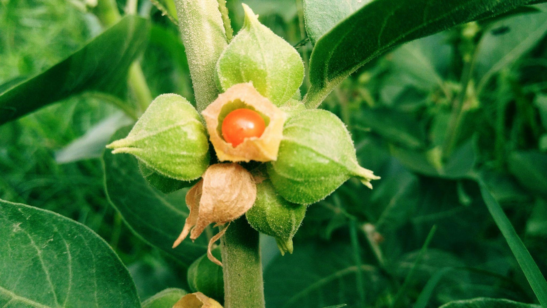 Herb of the Month - Withania/ Ashwagandha - Santos Organics