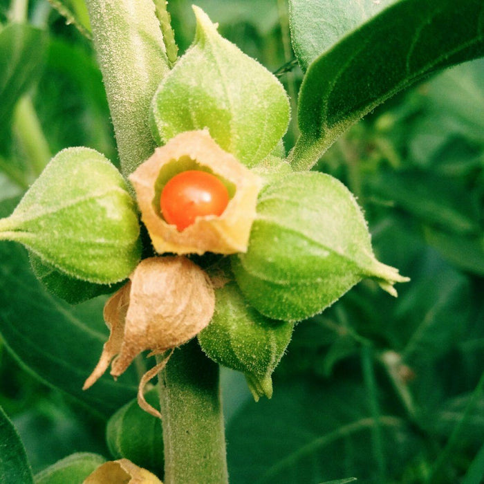 Herb of the Month - Withania/ Ashwagandha - Santos Organics
