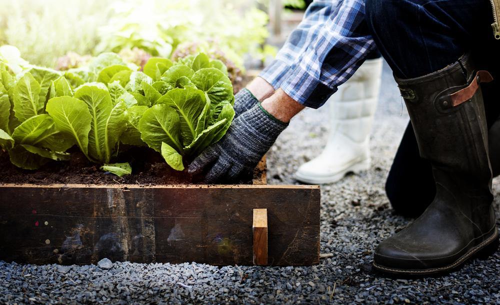 Reducing Plastic Waste by Growing Your Garden - Santos Organics