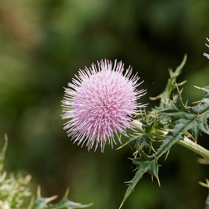 Herb of the Month - Detox with St Mary’s Thistle (Milk Thistle) - Santos Organics