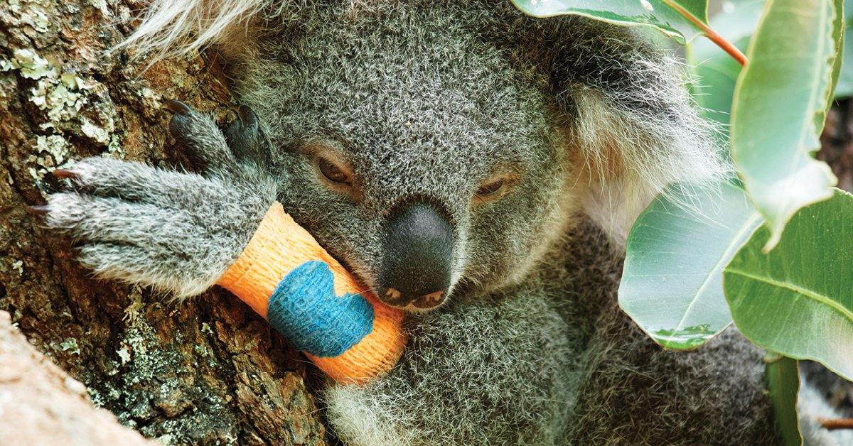 Helping our precious Koalas - Santos Organics