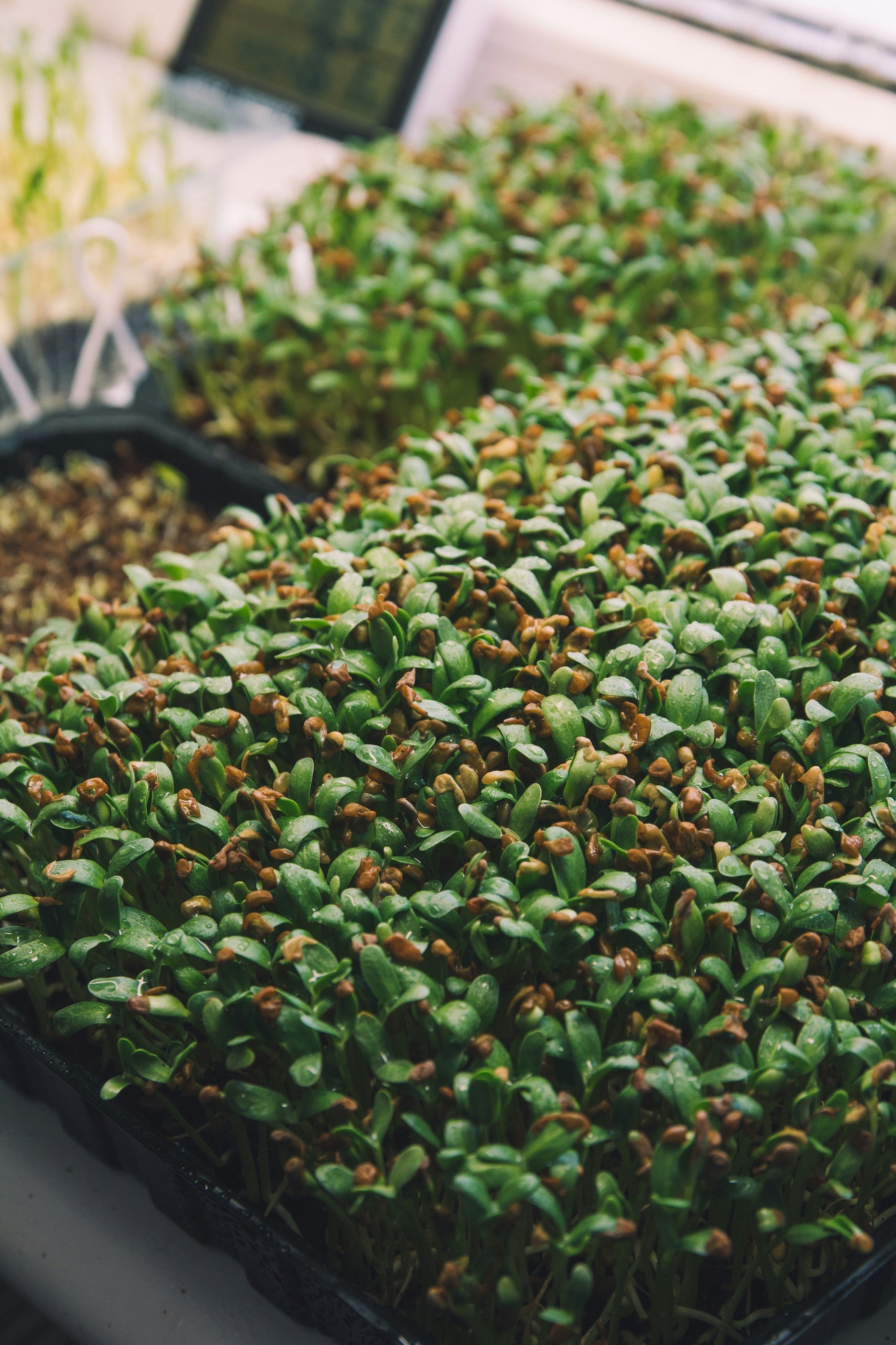 Fenugreek Seeds: What They Are, How to Use Them, and Where to Buy Them in Australia