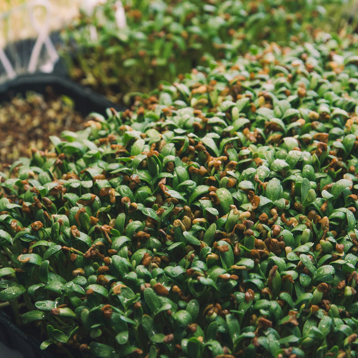 Fenugreek Seeds: What They Are, How to Use Them, and Where to Buy Them in Australia