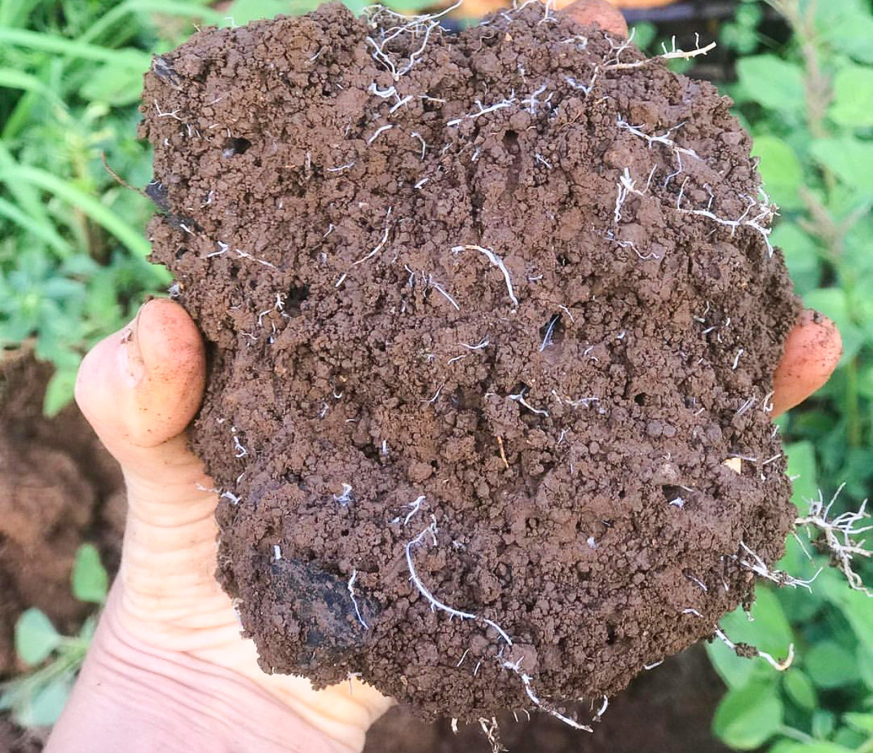 Soil Health is Our Health - Top Tips To Improve Soil Quality Post-Floods