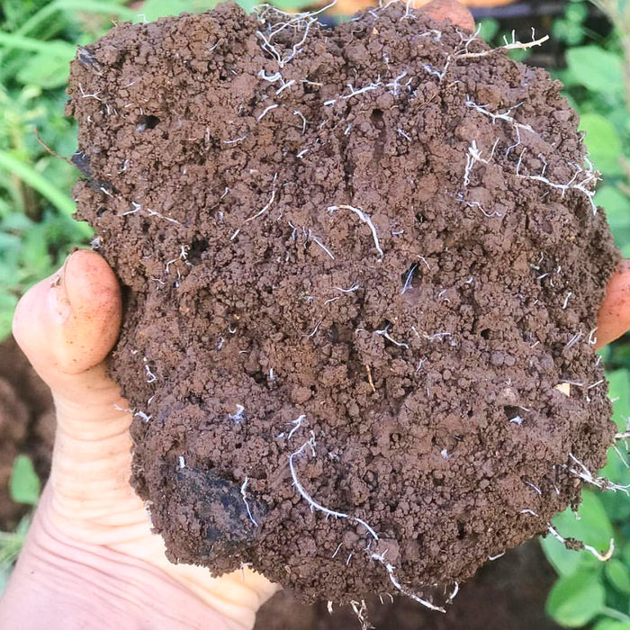 Soil Health is Our Health - Top Tips To Improve Soil Quality Post-Floods