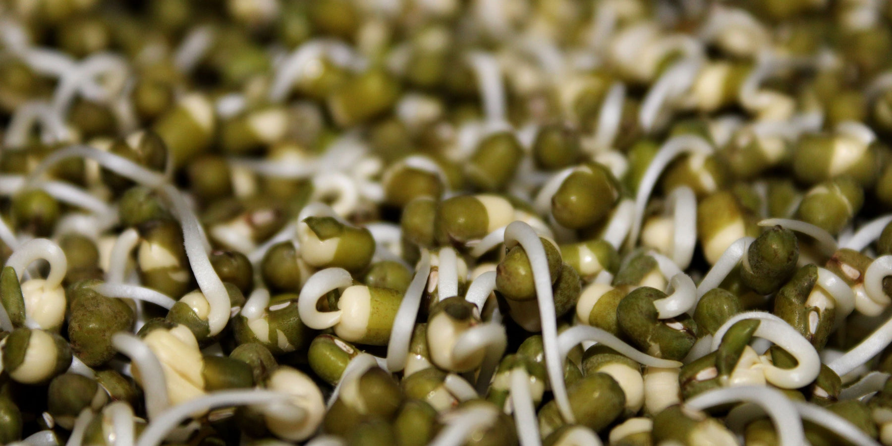 Mung Beans vs Moong Dhal: What's the Difference?