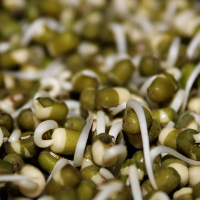 Mung Beans vs Moong Dhal: What's the Difference?
