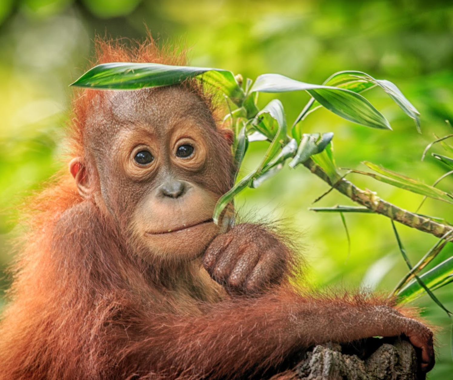 Palm Oil Awareness Month & beyond