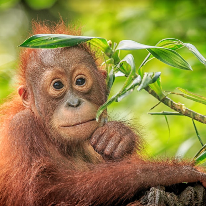 Palm Oil Awareness Month & beyond