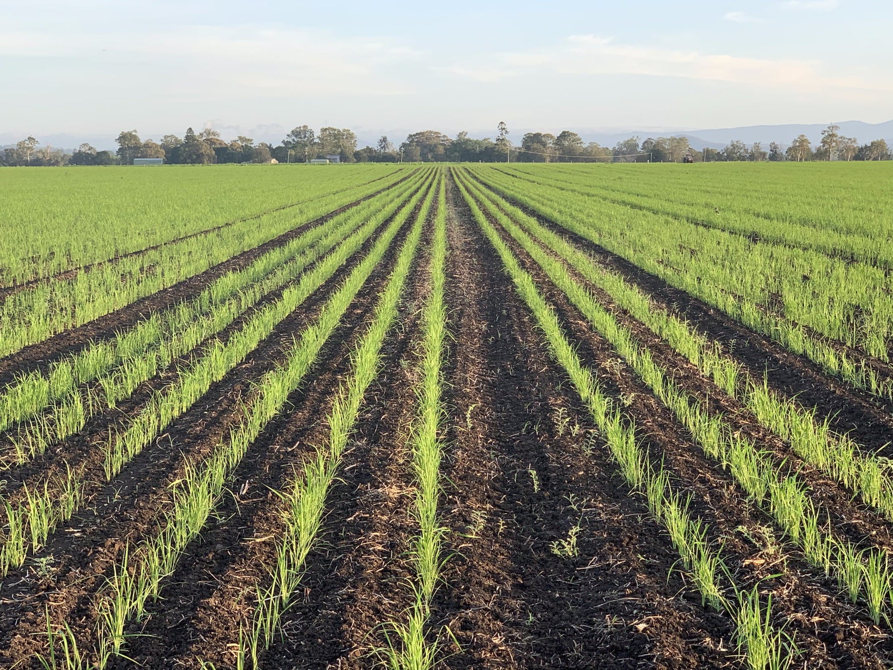 The Northern Rivers Family Growing Rice Without Irrigation
