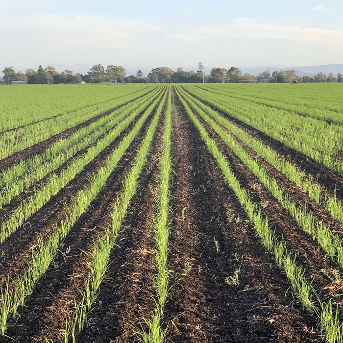 The Northern Rivers Family Growing Rice Without Irrigation