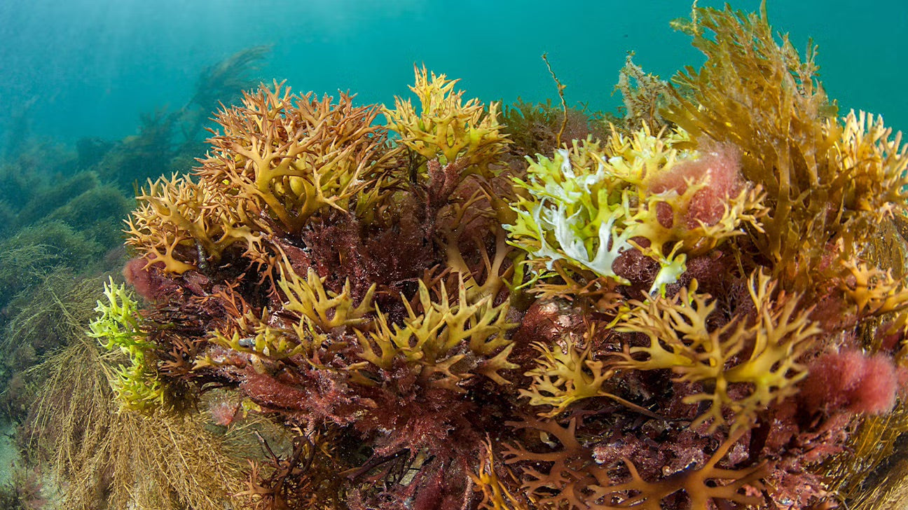 Wild Harvested Wellness from the Ocean - Alchemist Organics Sea Moss