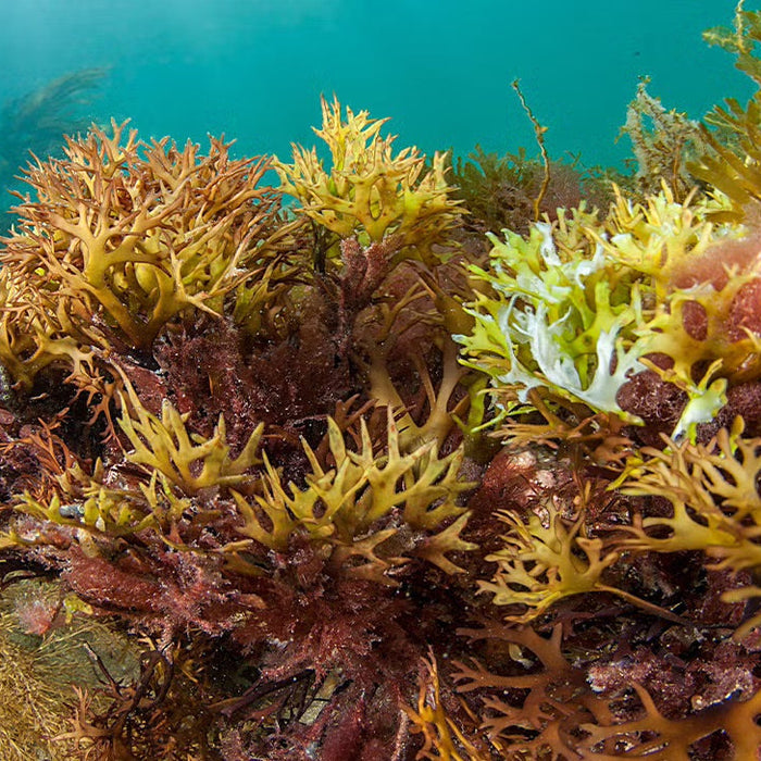 Wild Harvested Wellness from the Ocean - Alchemist Organics Sea Moss