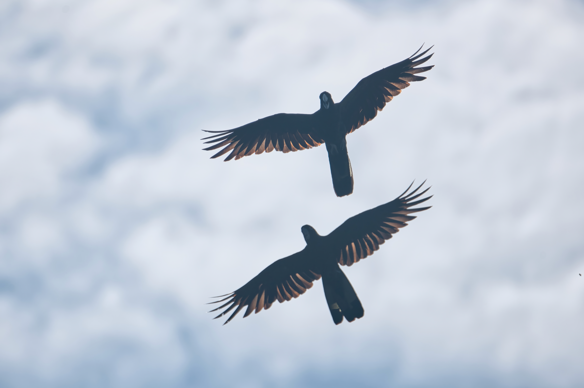 Earthd One Off Donation